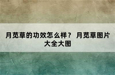 月苋草的功效怎么样？ 月苋草图片大全大图